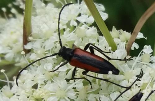 Réf. 272 407 : Stenurella melanura